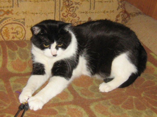 Giorgio Armani